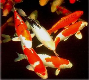 Koi fish_petcaregt.com