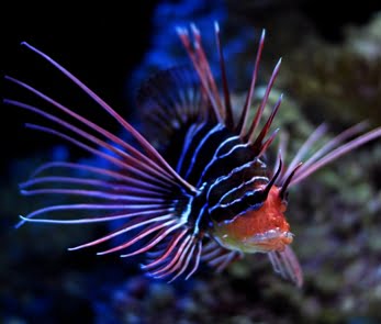 dragon-fish_petcaregt.com