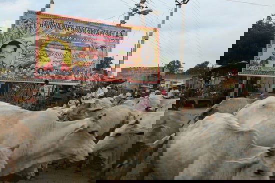 marha-india