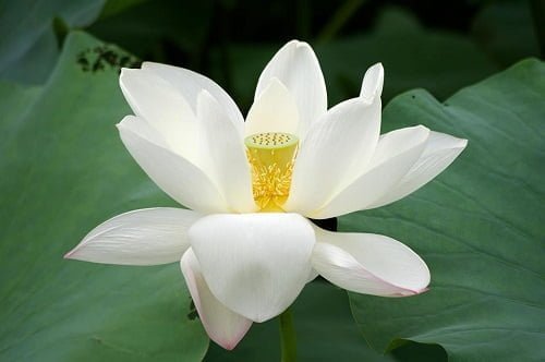 lotusz-virag
