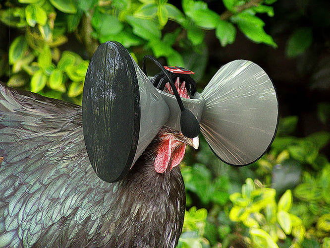 Forrás: Second Livestock