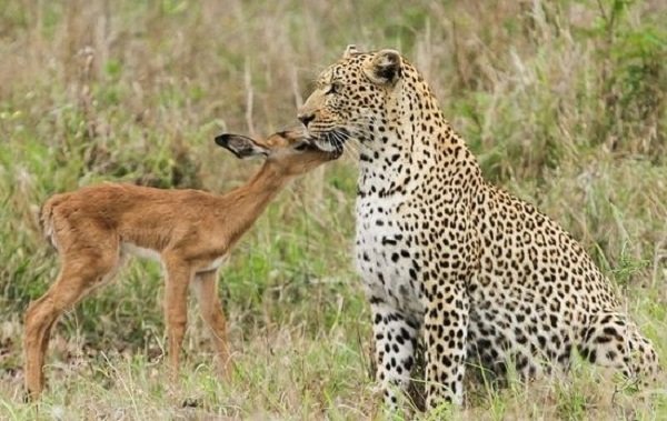 leopard-impala