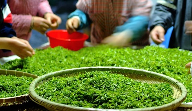 Ez történik a testeddel, ha rendszeresen iszol zöld teát! - 9 érv a zöld tea fogyasztás mellett!