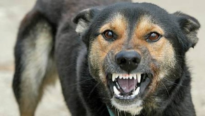 7 hasznos tanács, hogy elkerüld a kóbor kutya támadást!