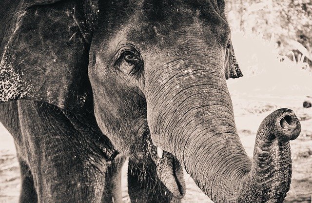 A fogságban élő elefántok meséje akár a mi élettörténetünk is lehetne!