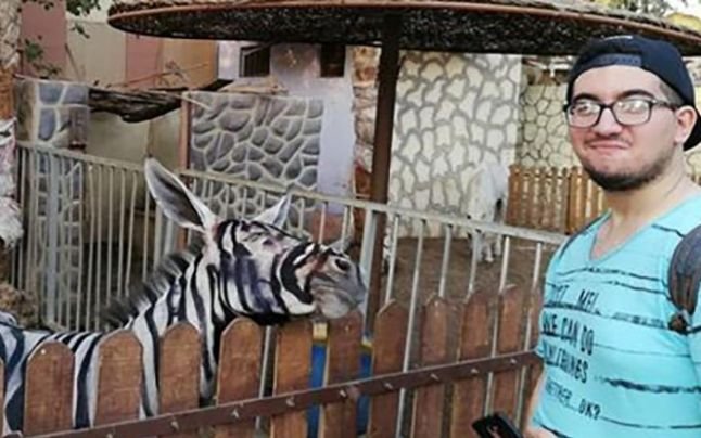 Zebra hiányában egy szamarat festettek be csíkosra egy kairói állatkertben