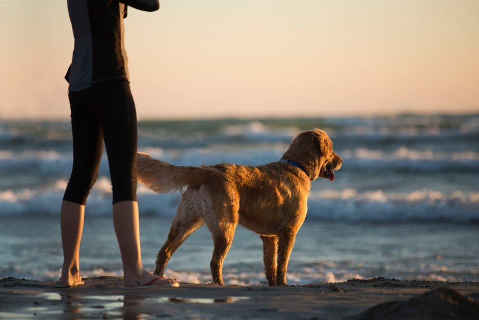 Kutyád a legjobb gyógyszer! 6 jótékony közérzeti hatás, ami akkor érvényesül, ha kutyatulajdonos vagy!