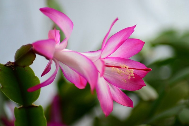 5 természetes megoldás, hogy virágzásra ösztönözd a karácsonyi kaktuszt
