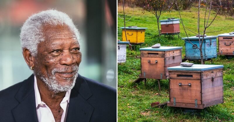 Morgan Freeman méhmenedékké alakította át 50 hektáros farmját a környezet megmentése érdekében