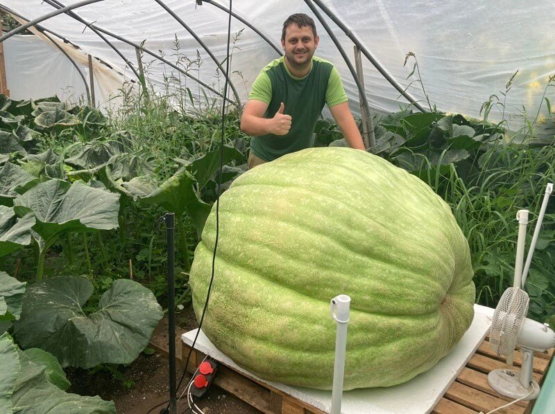 Egy német férfi 588 kilós tököt termesztett a kertjében, egy daru segítségével szüretelte be