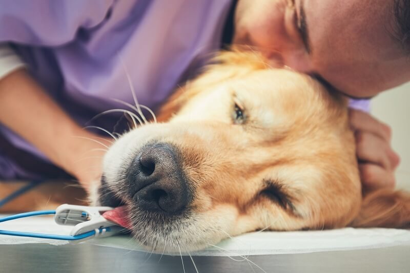 Az állatorvos elmondta, hogyan zajlik egy háziállat elaltatása: így történik a kis kedvencek eutanáziája
