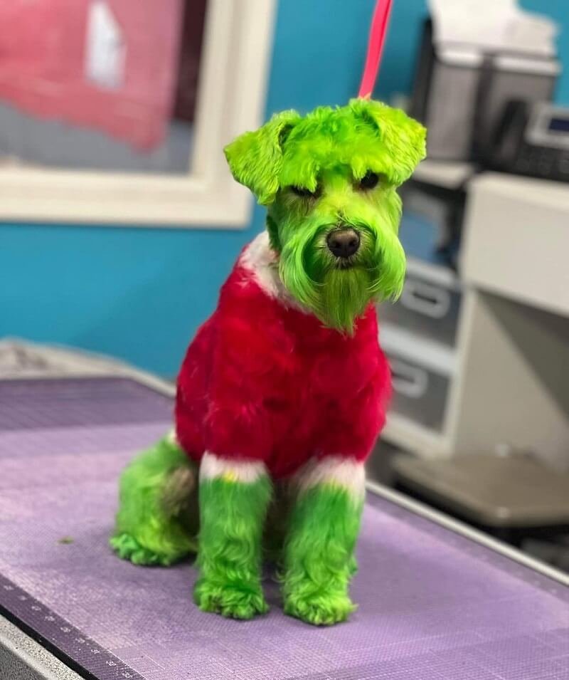 Kiakadt az internet, amikor meglátta a zöldre festett kutyát, aki úgy néz ki, mint Grincs
