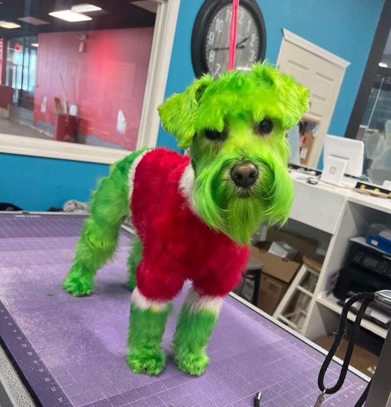 Kiakadt az internet, amikor meglátta a zöldre festett kutyát, aki úgy néz ki, mint Grincs